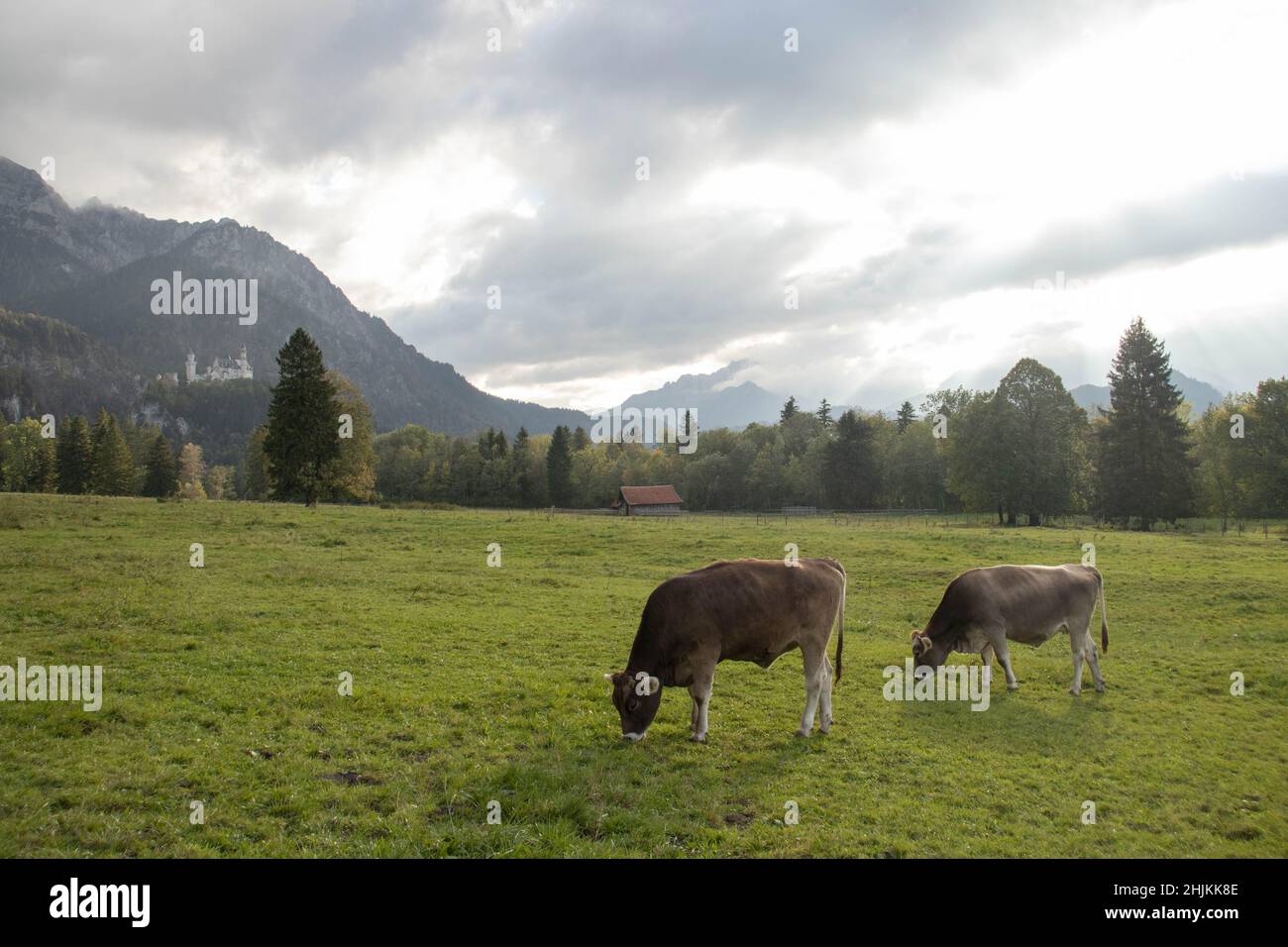 Zwei Kühe grasen auf einer saftig grünen Weise. Im Hintergrund sieht man das Schloss Neuschwanstein mit Bergkulisse. Stock Photo