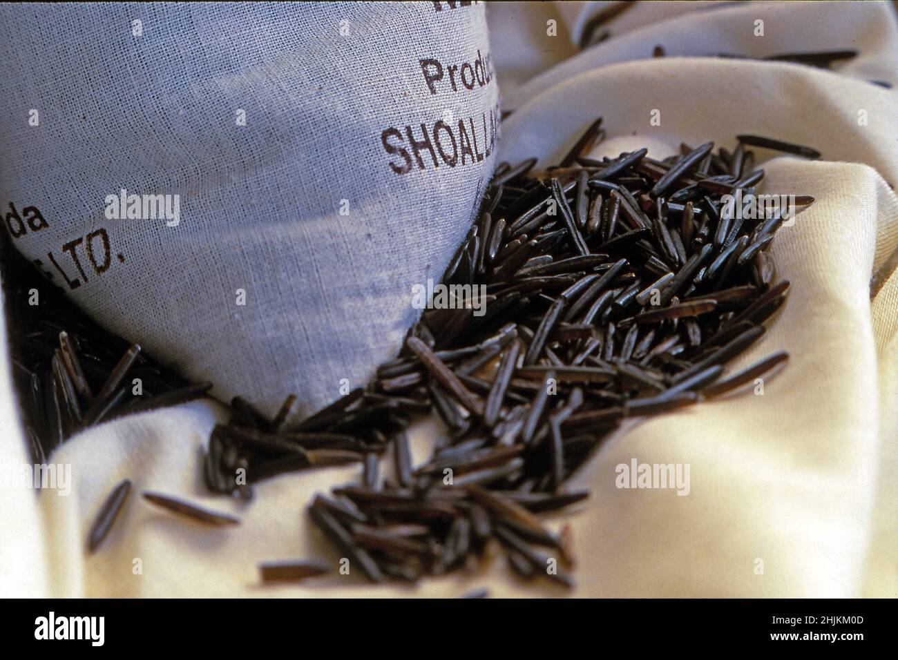 Northern Wild Rice (Zizania palustris) is a wild marsh grass that is native to the aquatic areas of the boreal forest regions of Alberta, Saskatchewan Stock Photo