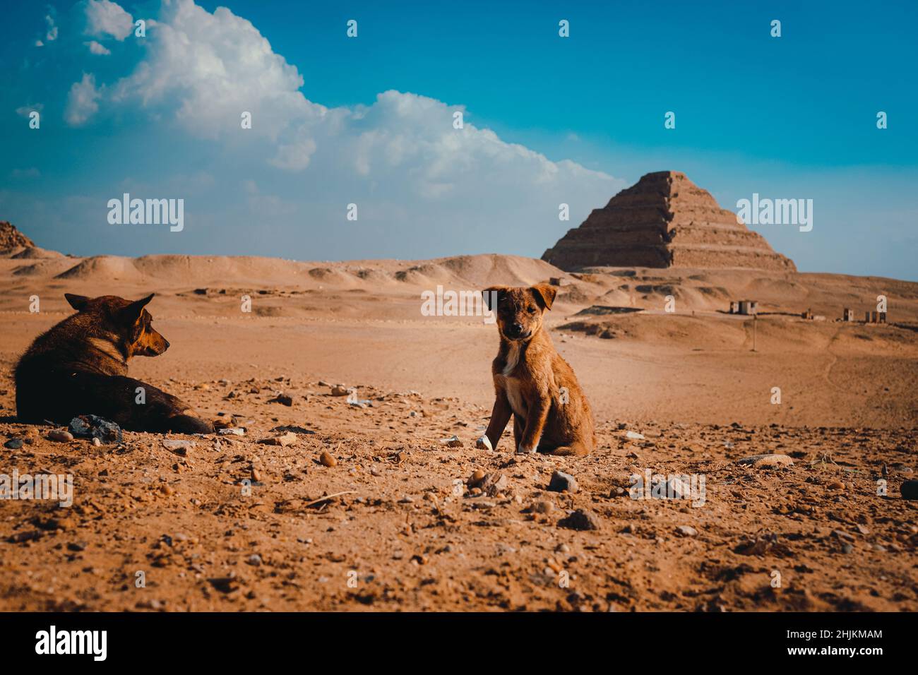 Tiny lonely sad puppy standing in the middle of the desert with the ...