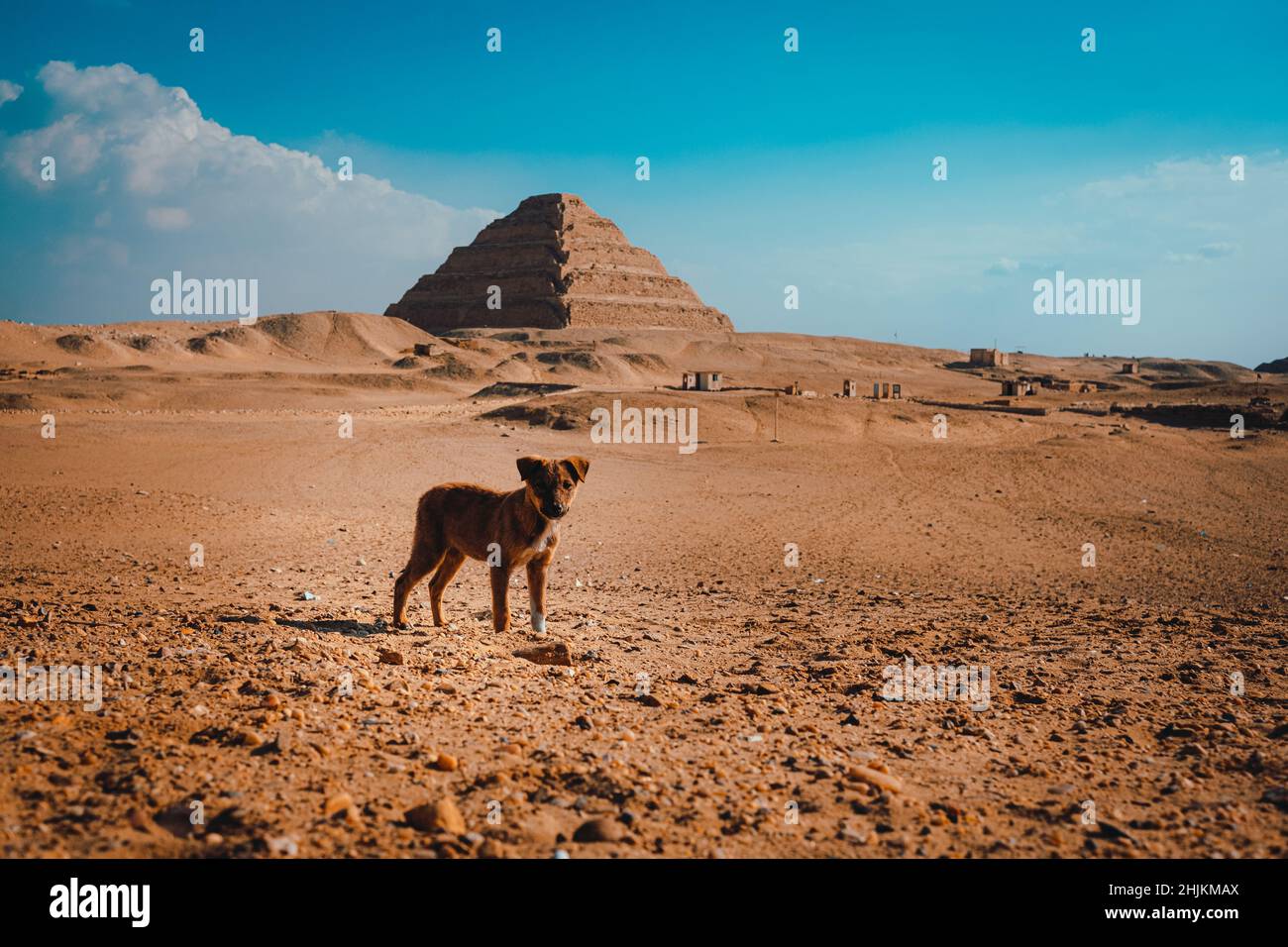 Tiny lonely sad puppy standing in the middle of the desert with the ...