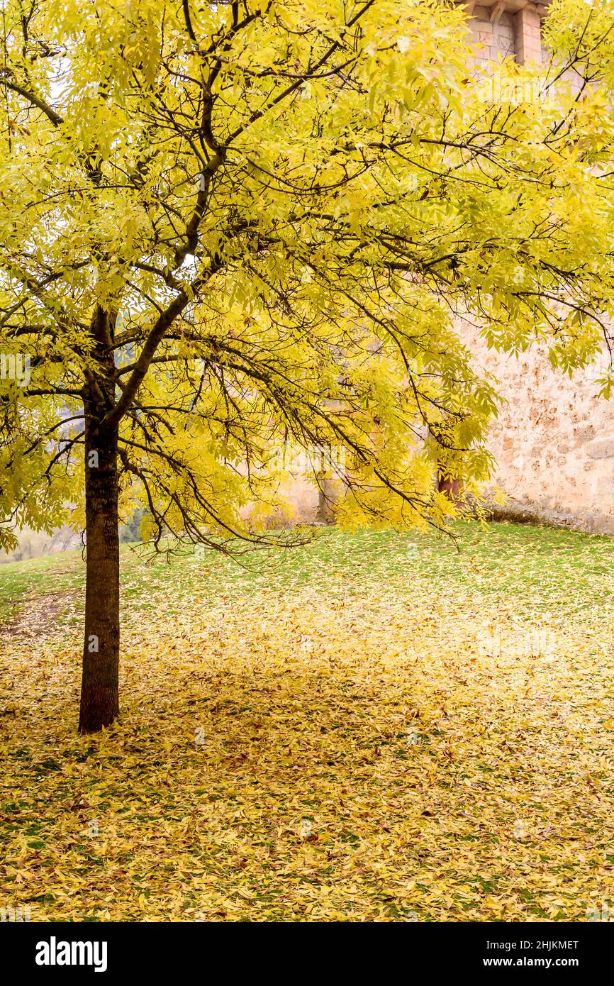 Golden leaves detail hi-res stock photography and images - Alamy