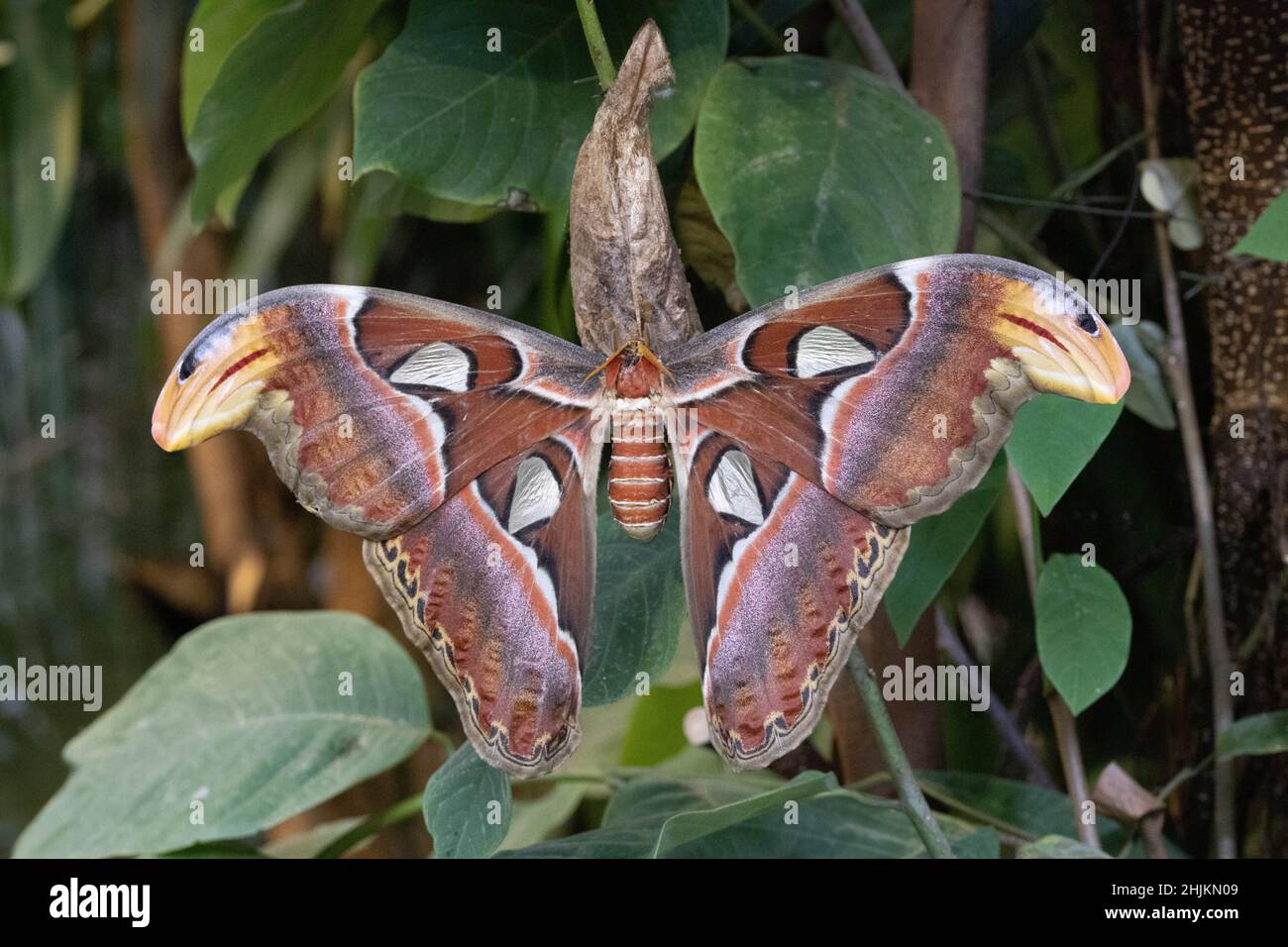 Nahaufnahme eines Atlasspinners in der Allgäuer Schmetterling Erlebniswelt, einem Schmetterlingspark mit Gewächshäusern voller bunter Insekten, ein Er Stock Photo