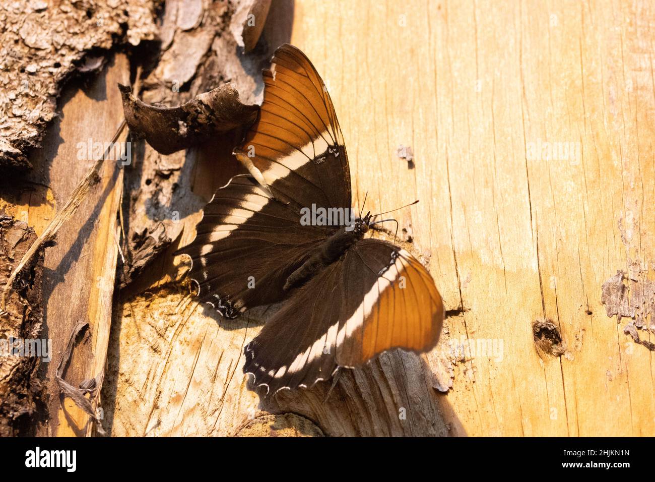 Nahaufnahme eines Siproeta epaphus Schmetterlings in der Allgäuer Schmetterling Erlebniswelt, einem Schmetterlingspark mit Gewächshäusern voller bunte Stock Photo