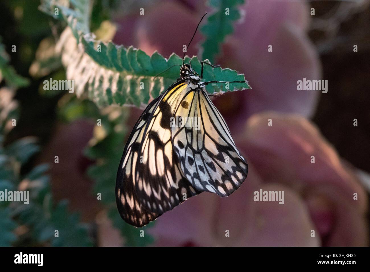 Nahaufnahme einer Weiße Baumnymphe in der Allgäuer Schmetterling Erlebniswelt, einem Schmetterlingspark mit Gewächshäusern voller bunter Insekten, ein Stock Photo