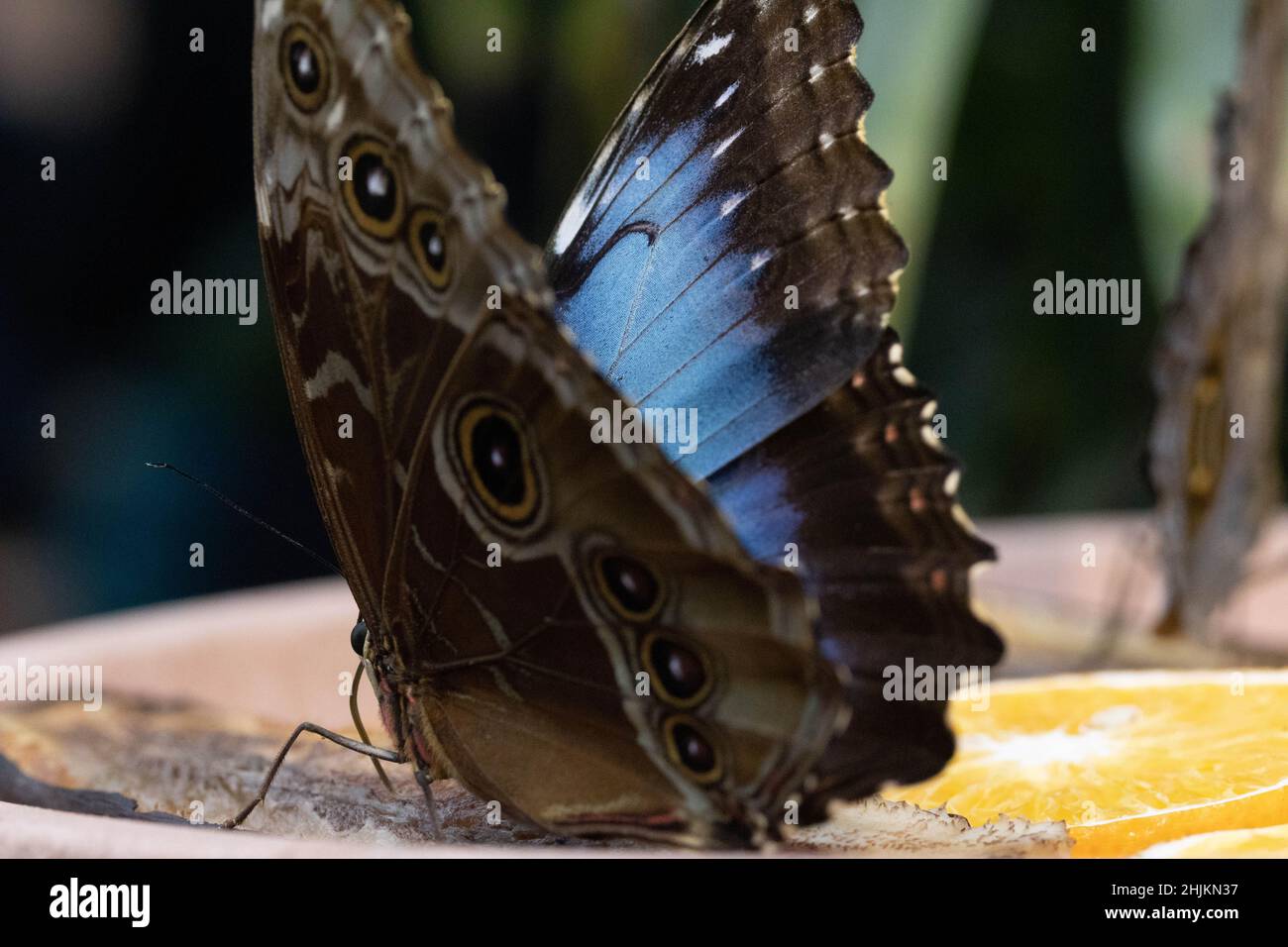 Nahaufnahme eines Schmetterlings (Blauer Morphofalter) von schräg hinten mit Ansicht des Flügels von Innen und Außen. Stock Photo