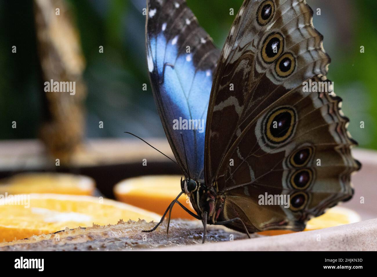 Nahaufnahme eines Schmetterlings (Blauer Morphofalter) von schräg vorne mit Ansicht des Flügels von Innen und Außen. Stock Photo