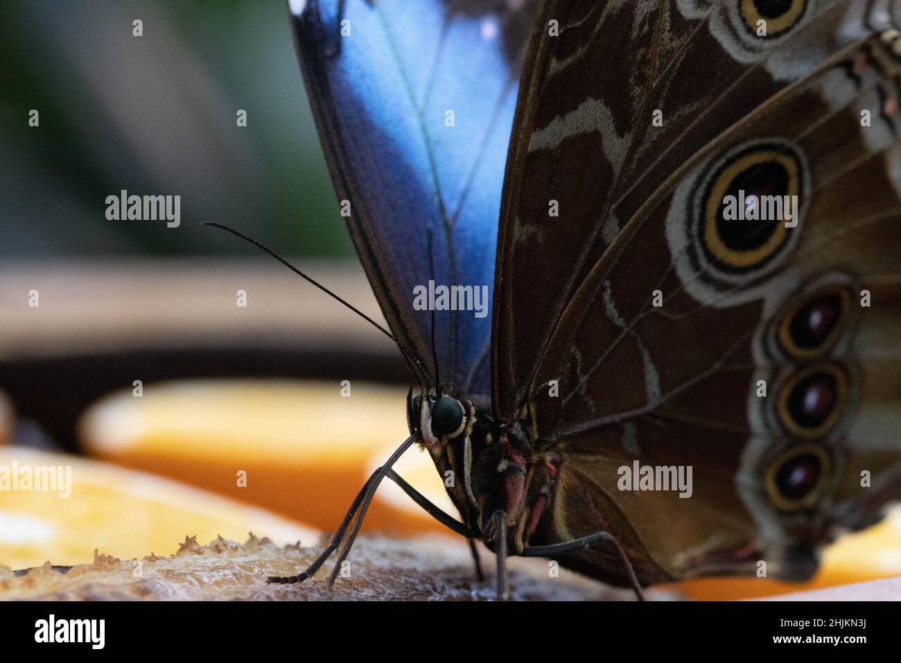 Nahaufnahme eines Schmetterlings (Blauer Morphofalter) von schräg vorne mit Ansicht des Flügels von Innen und Außen. Stock Photo