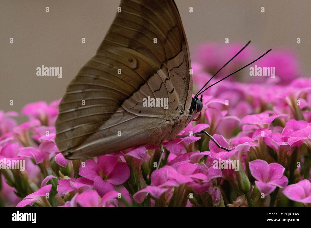 Ein brauner Schmetterling sitzt auf pinkfarbenen Blüten  in der Allgäuer Schmetterling Erlebniswelt, einem Schmetterlingspark mit Gewächshäusern volle Stock Photo