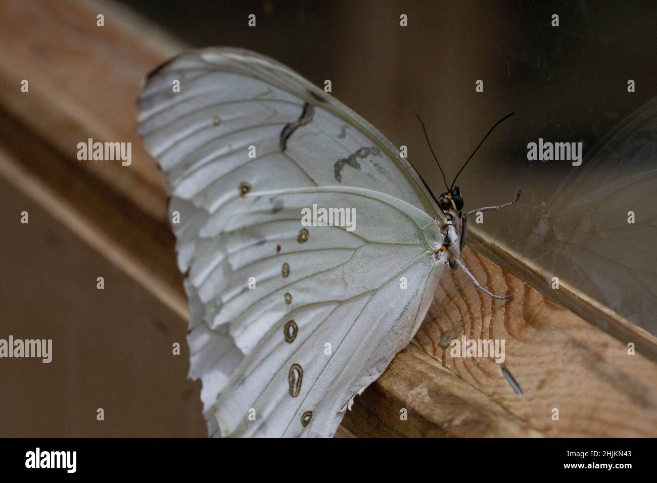 Weißer Schmetterling mit Punkten (weißer Morphus) in der Allgäuer Schmetterling Erlebniswelt, einem Schmetterlingspark mit Gewächshäusern voller bunte Stock Photo