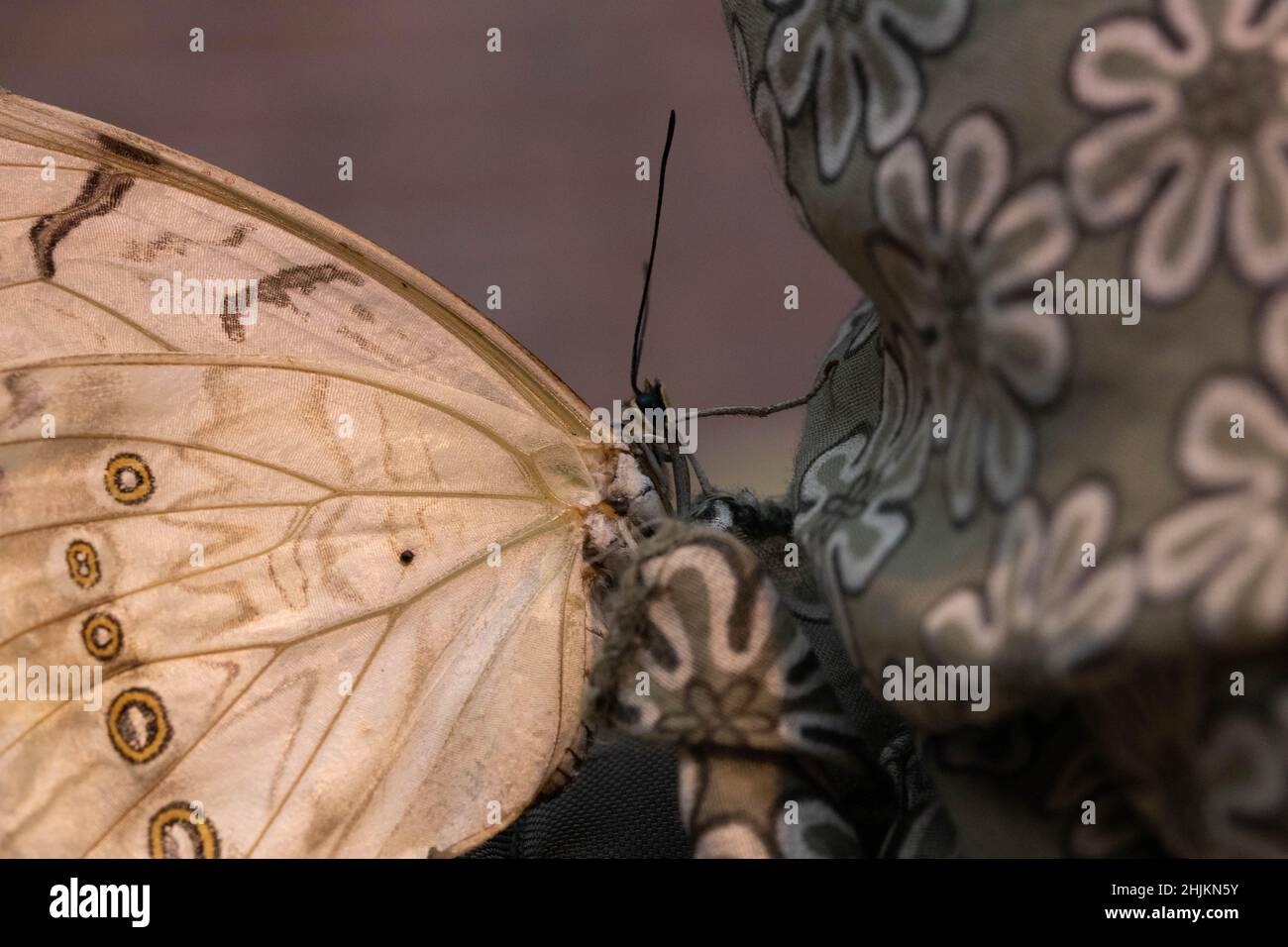 Weißer Schmetterling (Morpho polyphemus) findet Gefallen an dem Halstuch einer Besucherin. Ob es die Farbe oder die Blumen sind? Stock Photo
