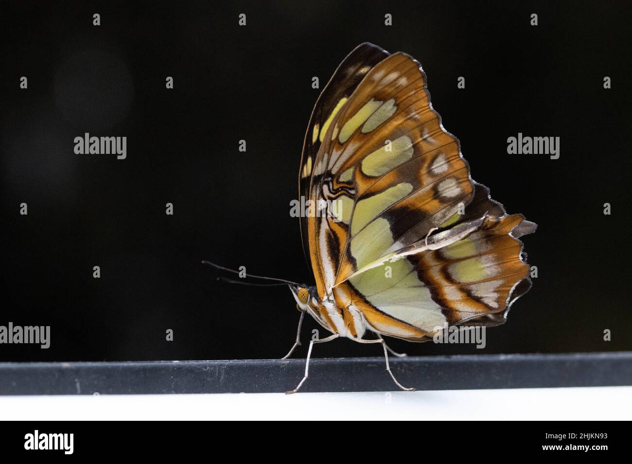 Makro eines wunderschönen grün orange braunen Schmetterlings im Schmetterlingshaus bei Füssen Stock Photo