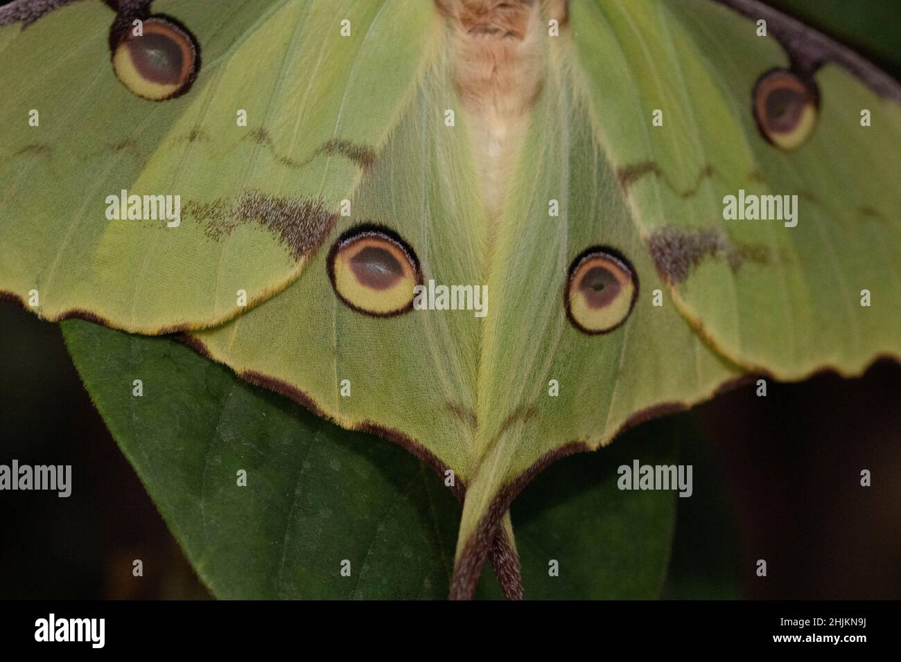 Wie ein Gesicht mit Augen wirken die grünen Flügel des Kometenfalters(ursprünglich aus Madagaskar) im Schmetterlingshaus bei Füssen. Stock Photo