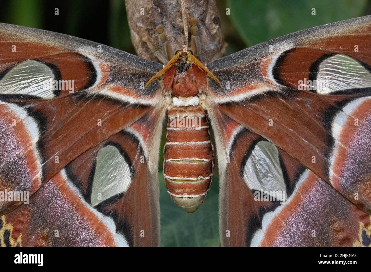 Makro eines Atlasspinner Schmetterlings, Detailaufnahme des Körpers und seiner orange braun weißen Flügel. Stock Photo