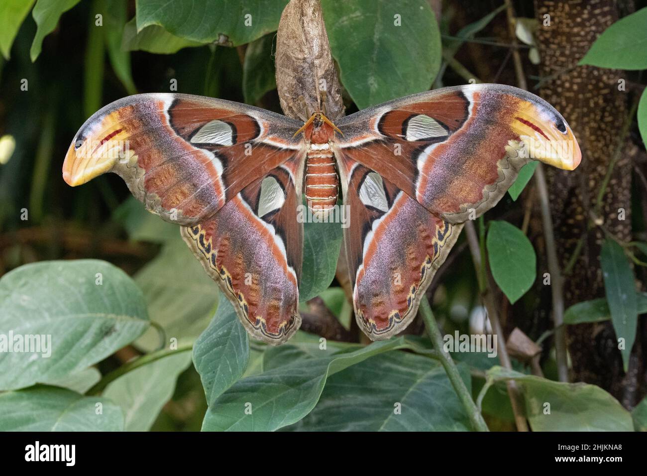 Nahaufnahme eines Atlasspinners in der Allgäuer Schmetterling Erlebniswelt, einem Schmetterlingspark mit Gewächshäusern voller bunter Insekten, ein Er Stock Photo
