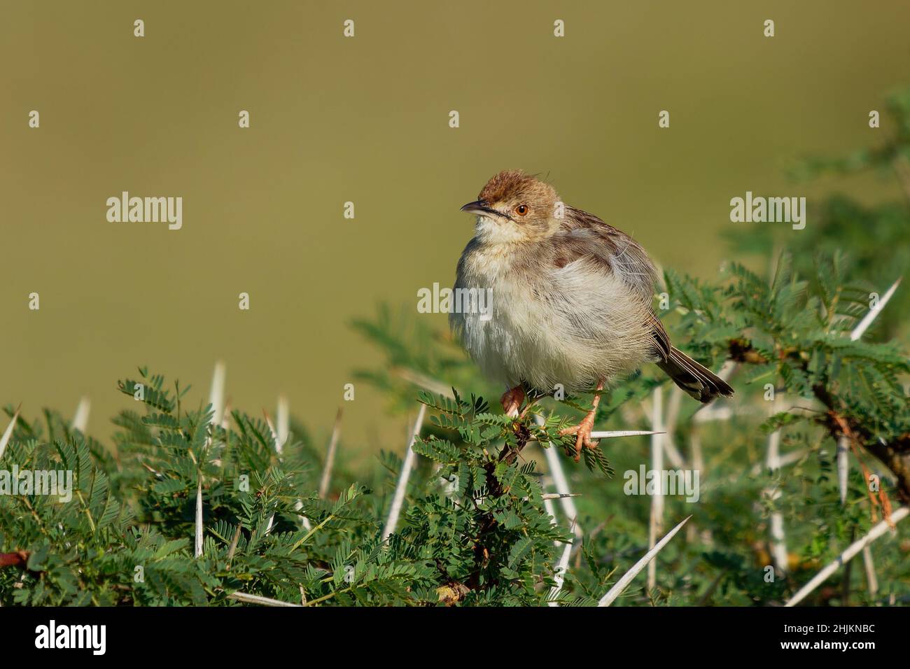 Rattling Cisticola - Cisticola chiniana bird in the family Cisticolidae, native to Africa south of the equator, and East Africa, abundant species in o Stock Photo