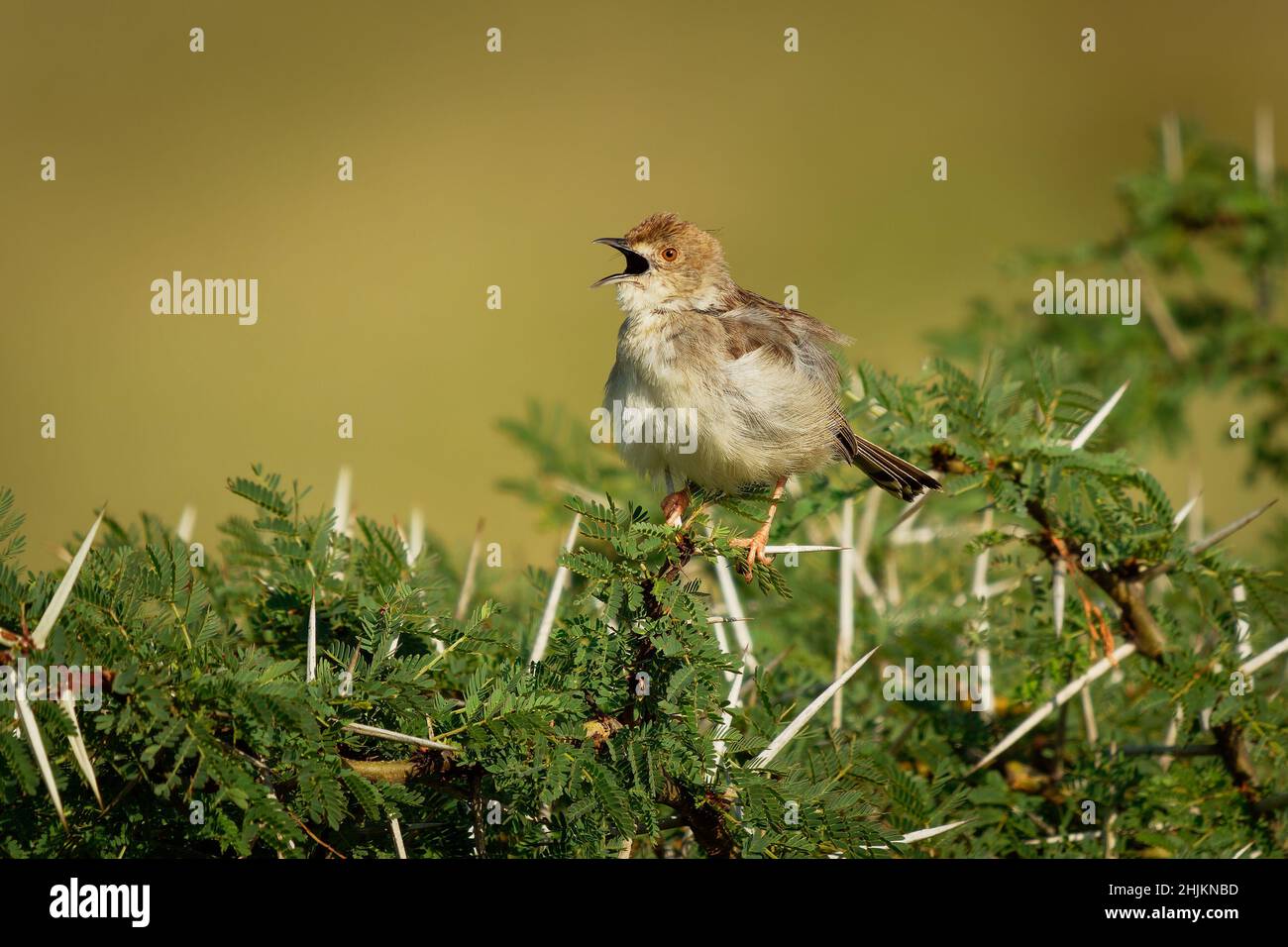 Rattling Cisticola - Cisticola chiniana bird in the family Cisticolidae, native to Africa south of the equator, and East Africa, abundant species in o Stock Photo
