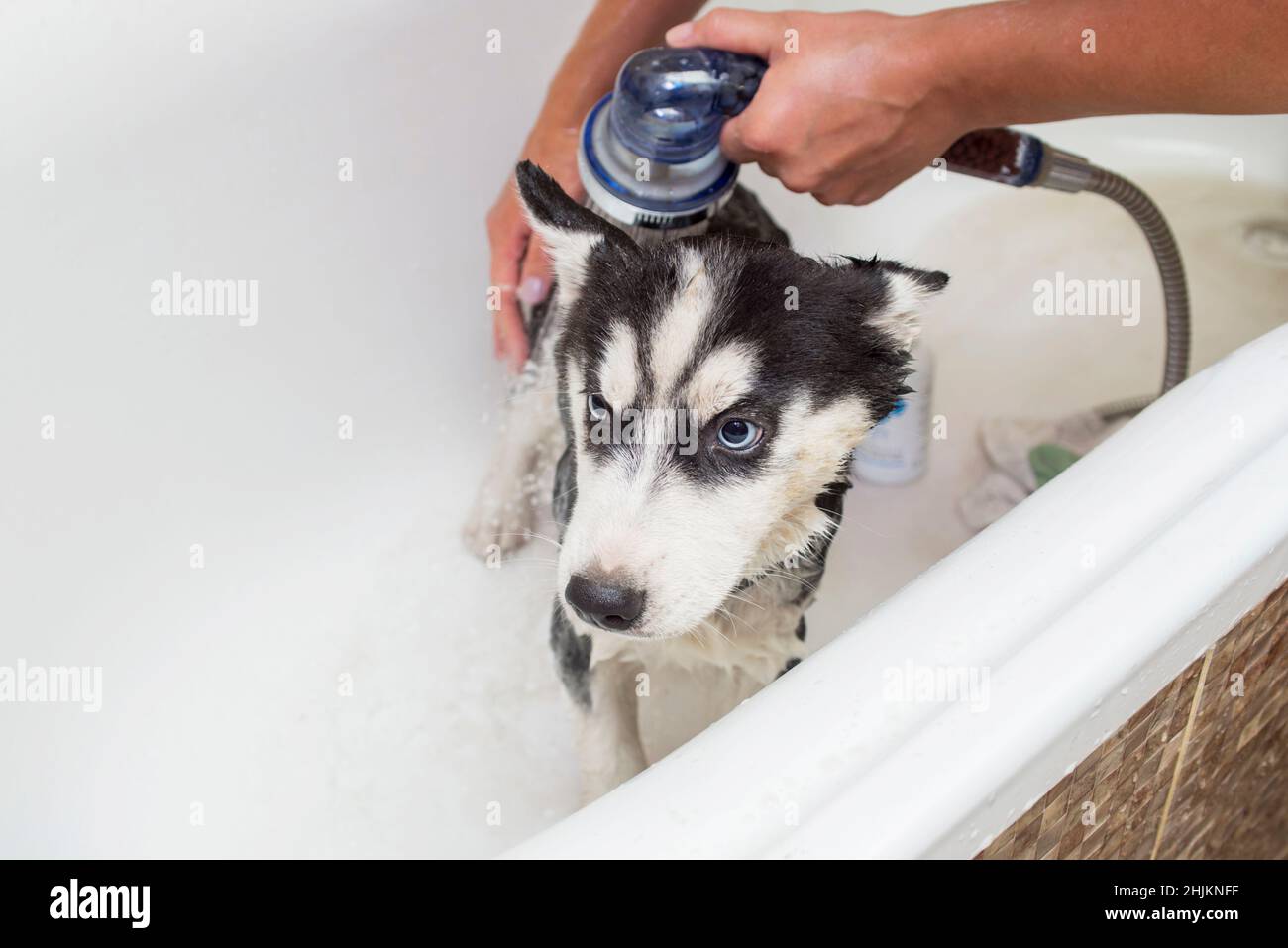 Husky puppy gets a bath. Husky puppy in the washing process with water and shampoo. Washing the