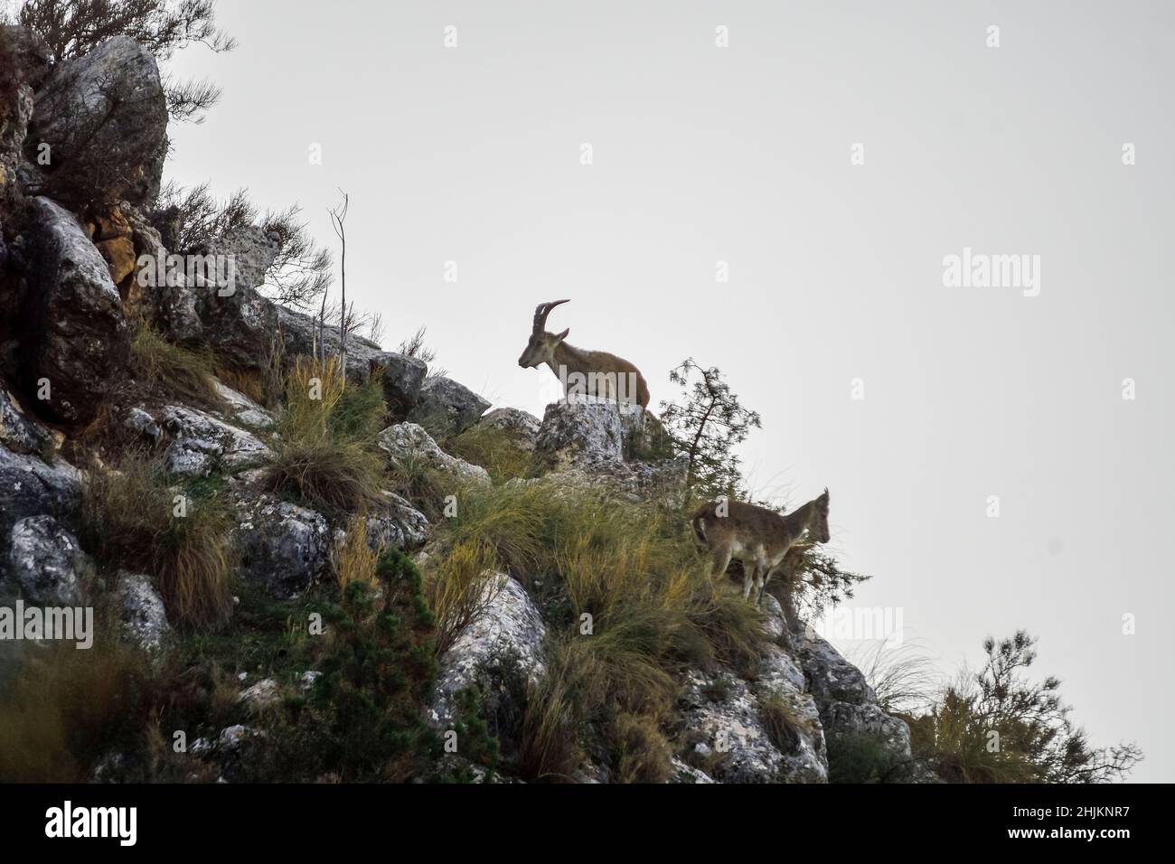 The mountain goat or Iberian ibex is one of the species of bovidae of the genus Capra Stock Photo