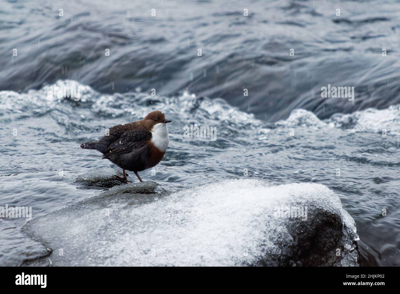 White-throated Dipper - Cinclus cinclus sitting on the stone in the middle of the river, black brown white bird in the water. Singing european songbir Stock Photo