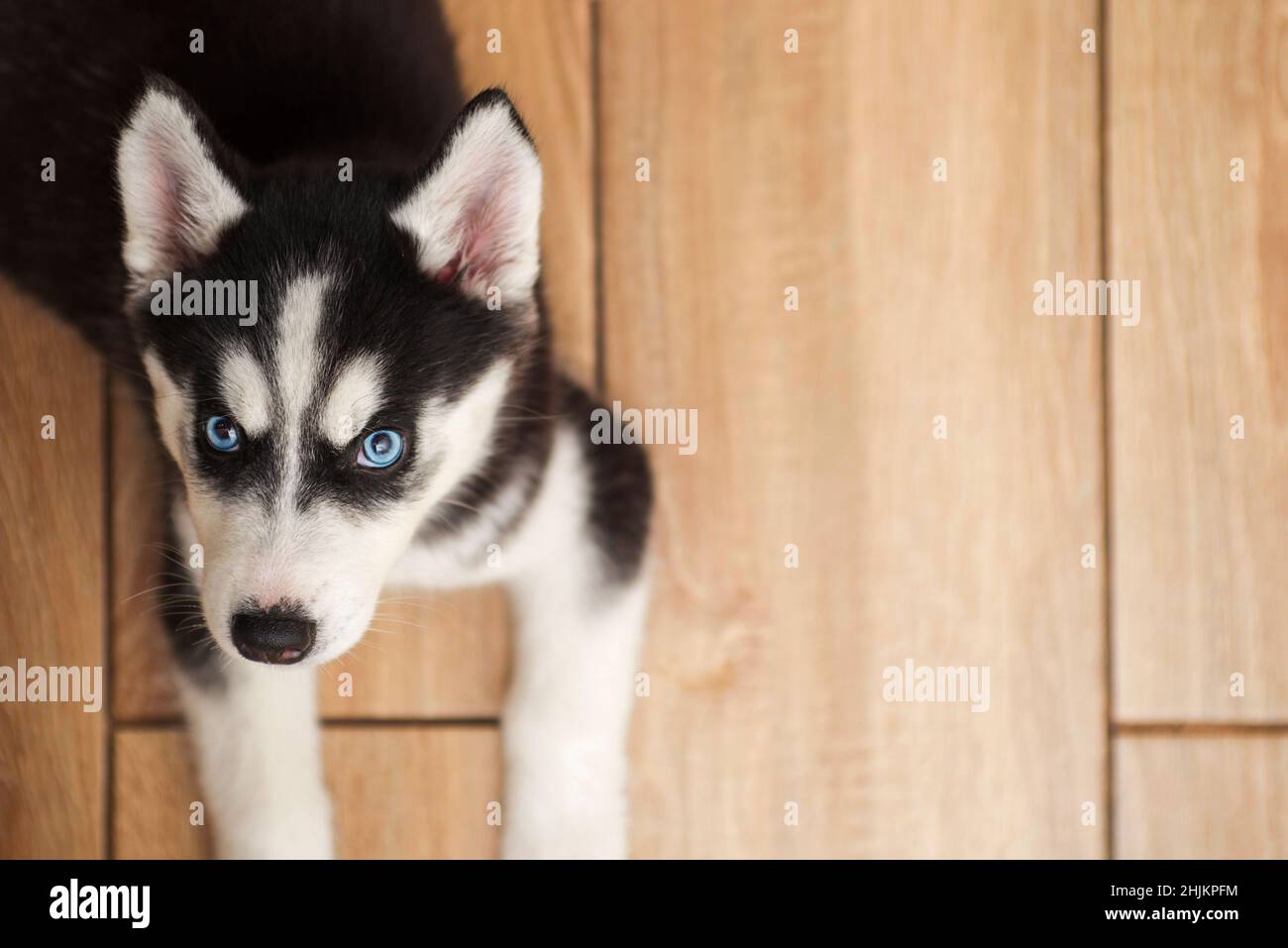 Dog husky lying on floor in room and looks up at the camera ...