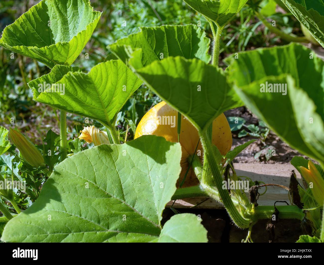 pumpkin grows on a bed in the garden, in summer Stock Photo - Alamy