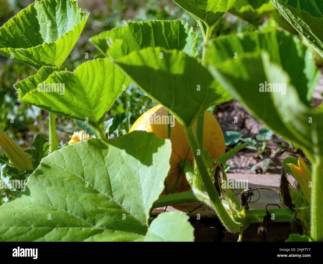 pumpkin grows on a bed in the garden, in summer Stock Photo Alamy