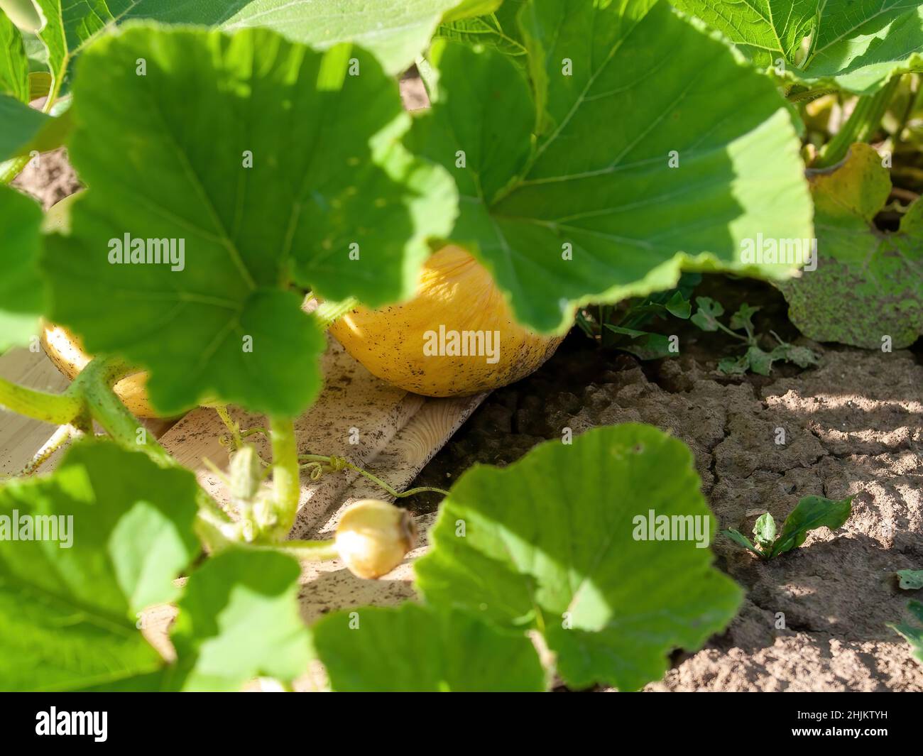 pumpkin grows on a bed in the garden, in summer Stock Photo - Alamy