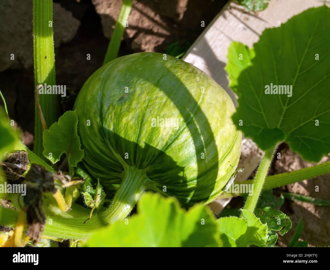 pumpkin grows on a bed in the garden, in summer Stock Photo - Alamy