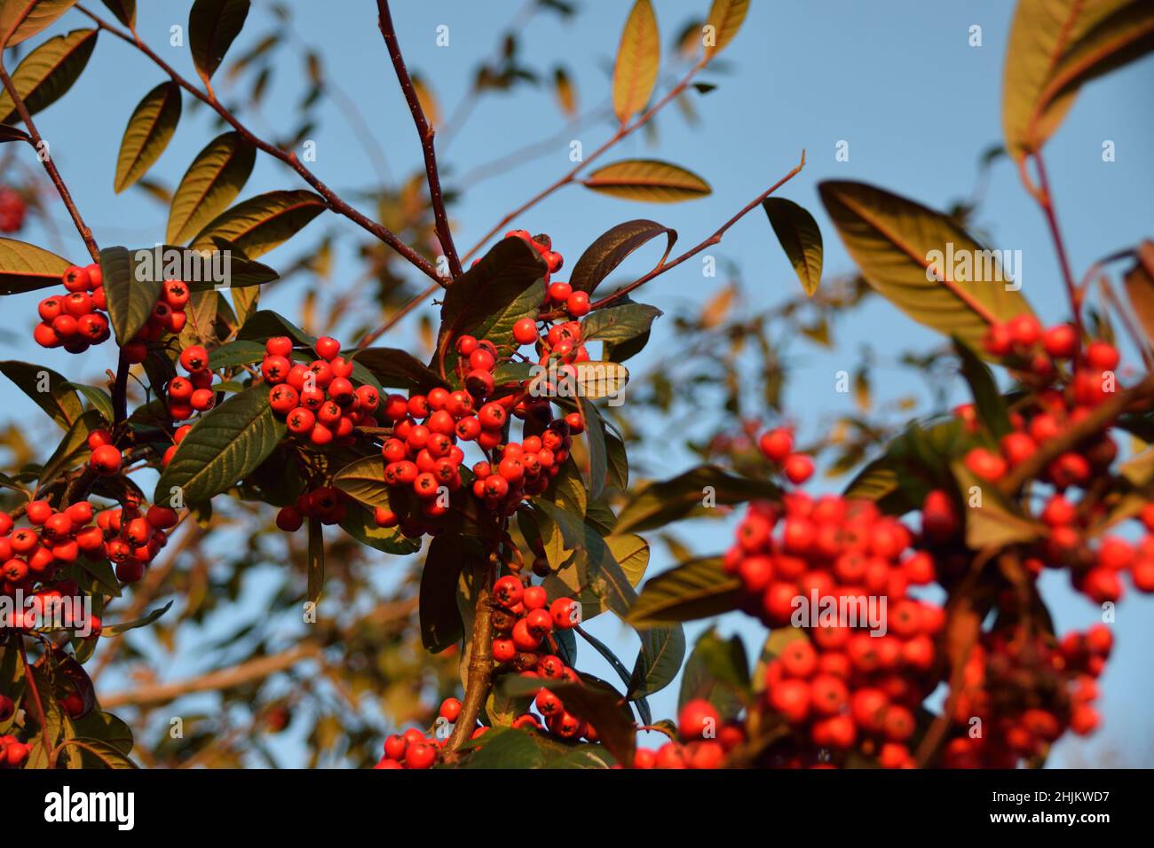 Red winter berries on a Late Cotoneaster bush on a sunny Winter's day Stock Photo