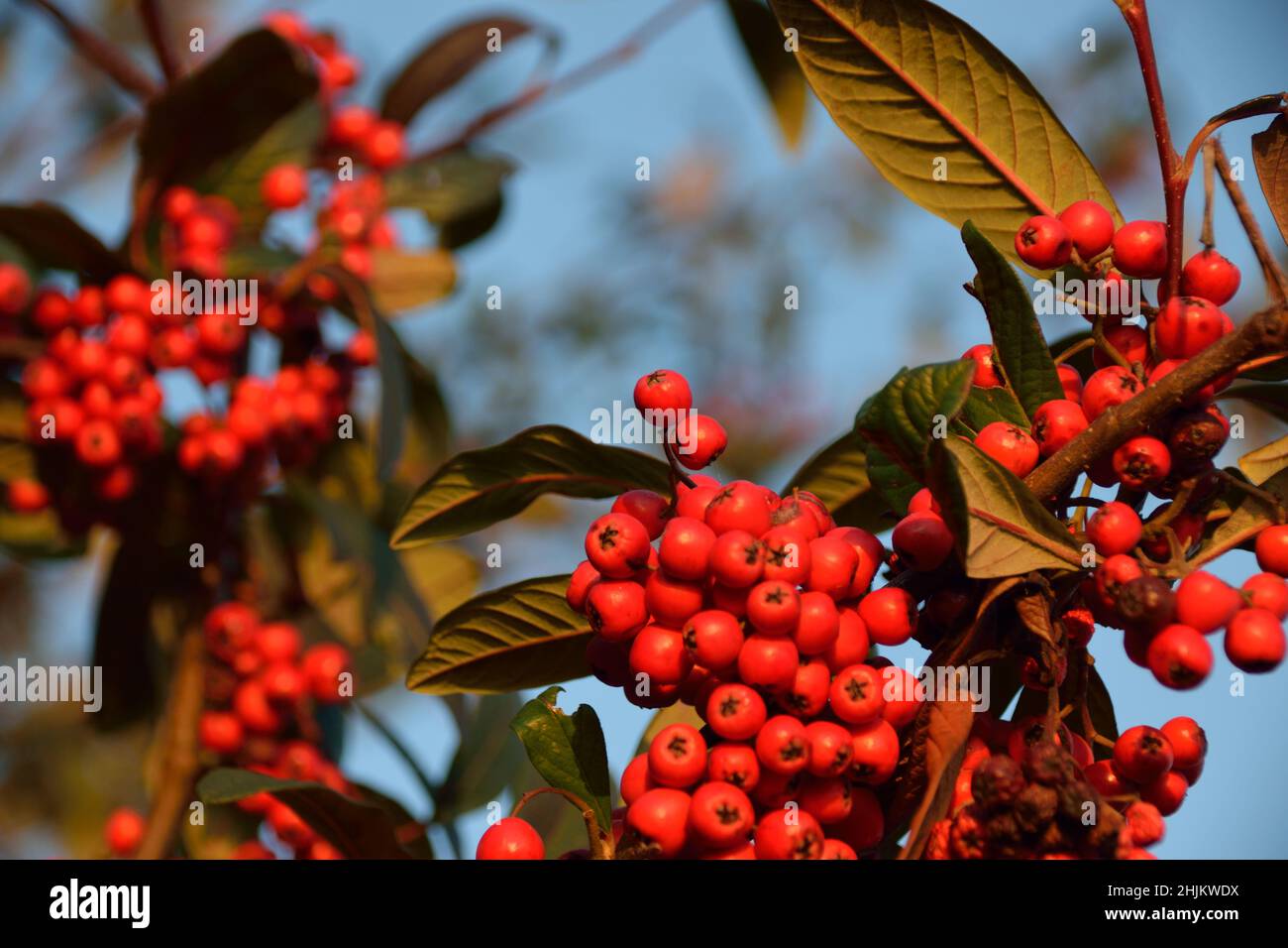 Red winter berries on a Late Cotoneaster bush on a sunny Winter's day Stock Photo