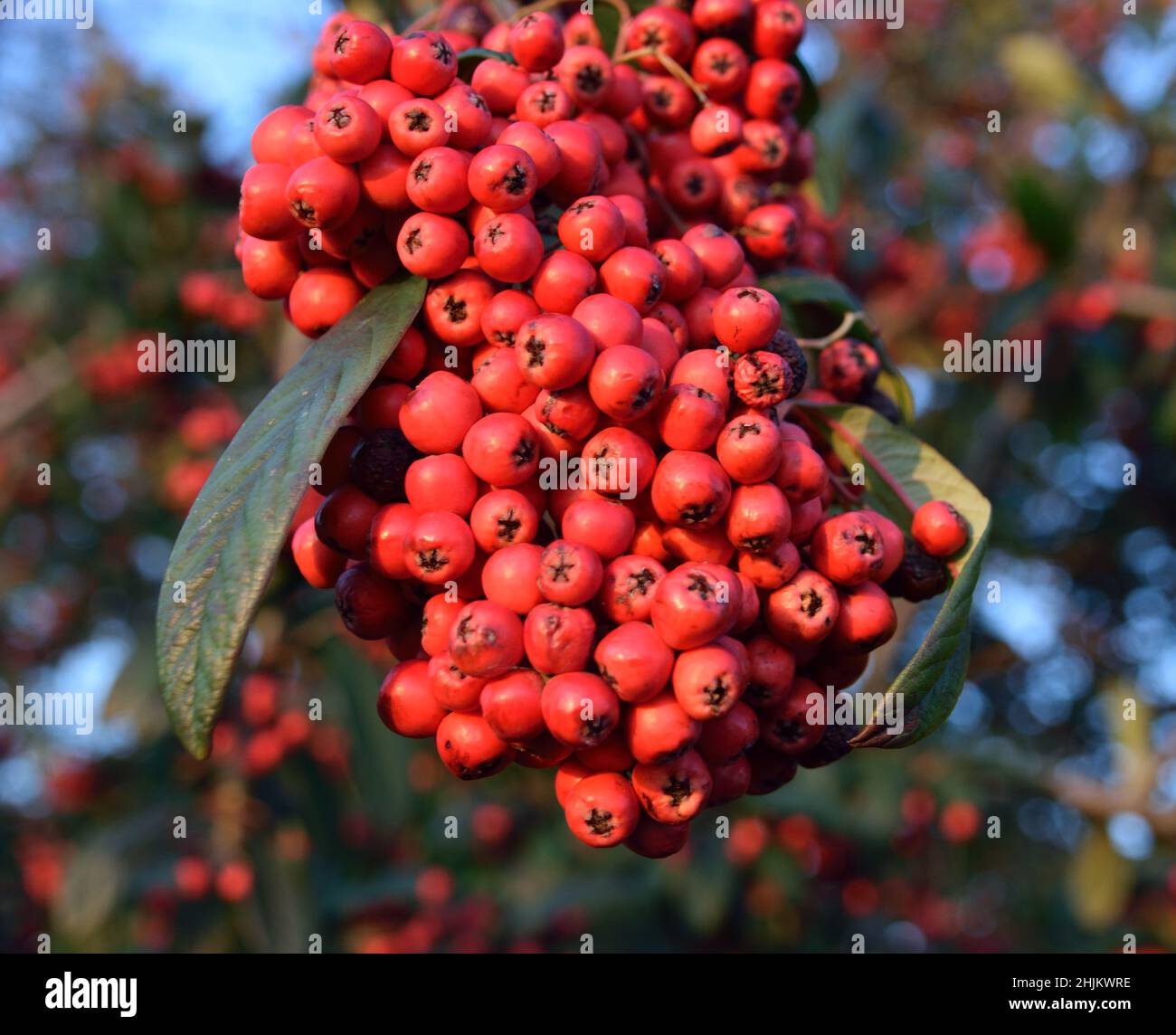 Red winter berries on a Late Cotoneaster bush on a sunny Winter's day Stock Photo