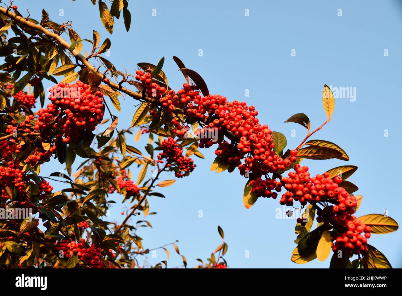 Red winter berries on a Late Cotoneaster bush on a sunny Winter's day Stock Photo