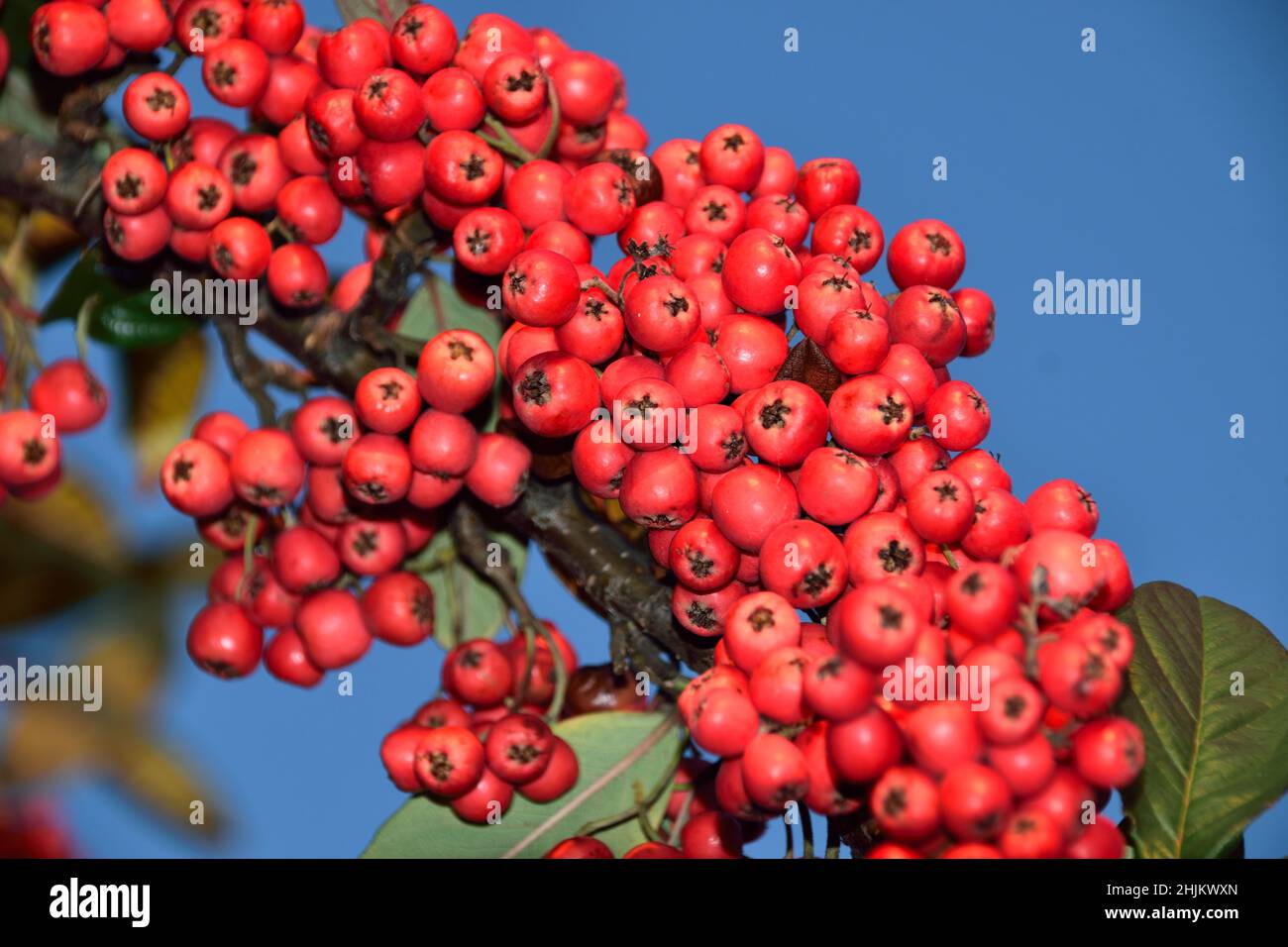 Red winter berries on a Late Cotoneaster bush on a sunny Winter's day Stock Photo