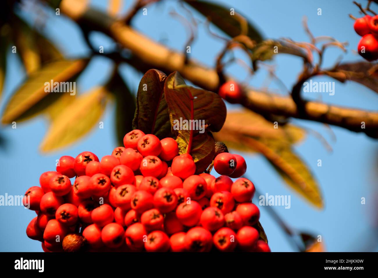 Red winter berries on a Late Cotoneaster bush on a sunny Winter's day Stock Photo