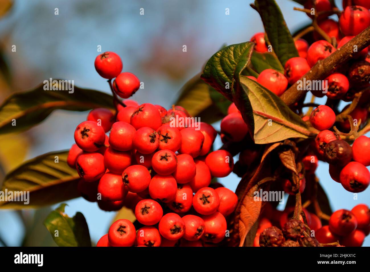Red winter berries on a Late Cotoneaster bush on a sunny Winter's day Stock Photo