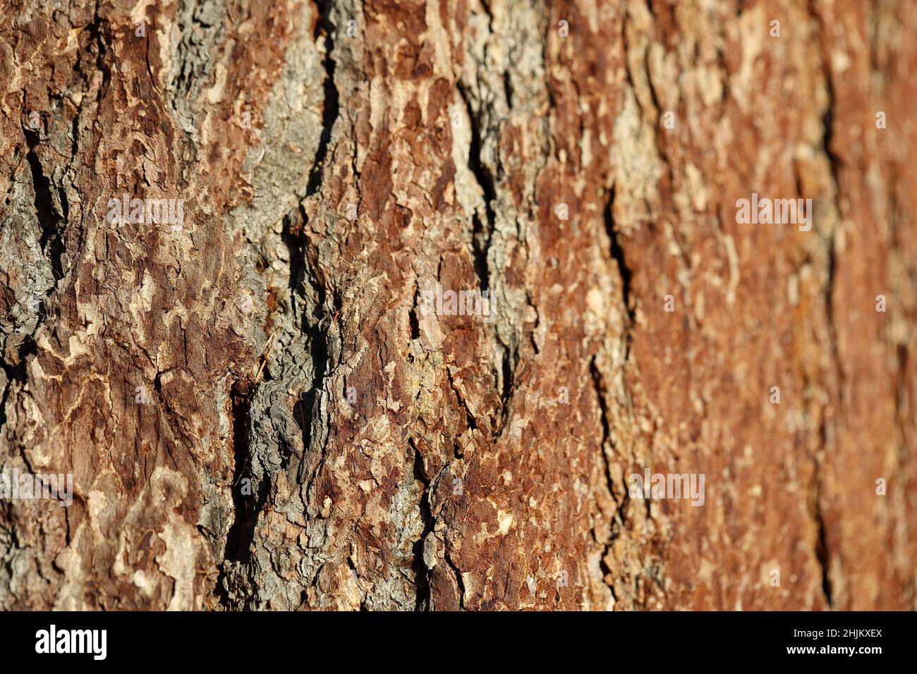 Holzrinde, Baumrinde Hintergrund Stock Photo