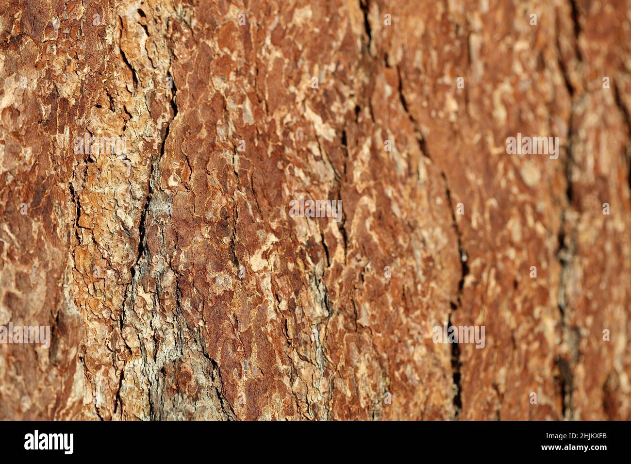 Holzrinde, Baumrinde Hintergrund Stock Photo