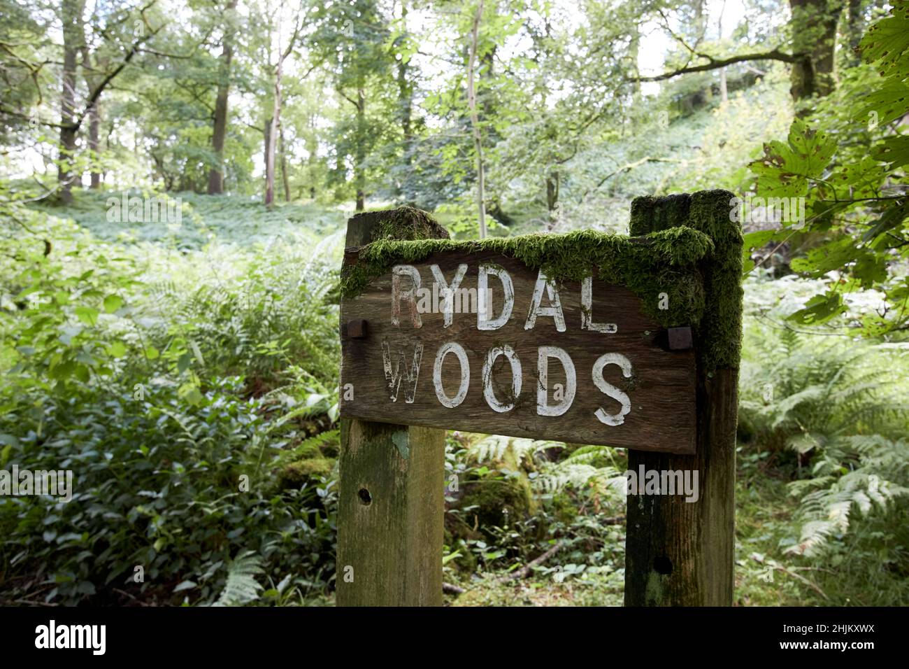 rydal woods rydal lake district, cumbria, england, uk Stock Photo