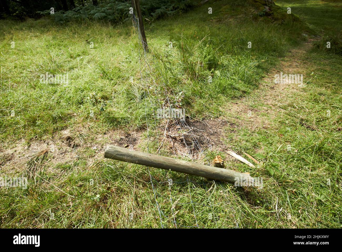fence post and stock fencing damaged by walkers in rydal lake district, cumbria, england, uk Stock Photo
