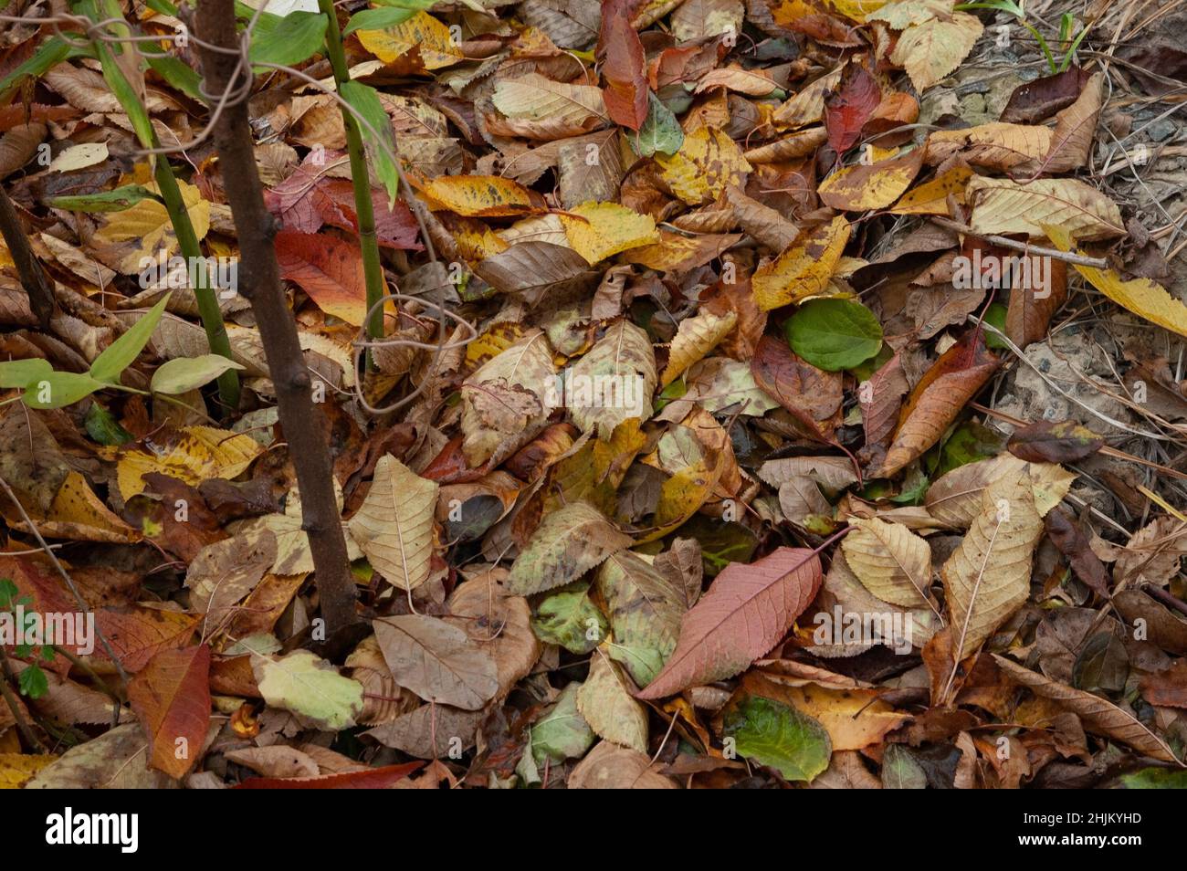 brown and red autumn leaves on the ground Stock Photo - Alamy