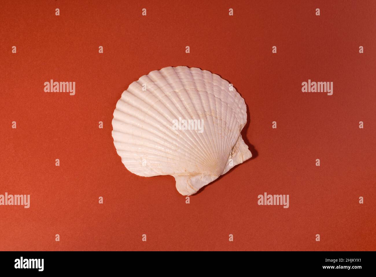 White Seashell on a brick color background. Stock Photo
