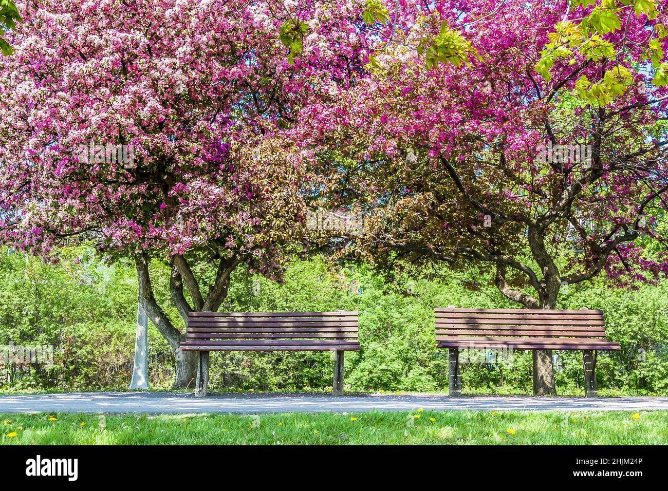 Bench park in front of blossoming crab apple trees Stock Photo