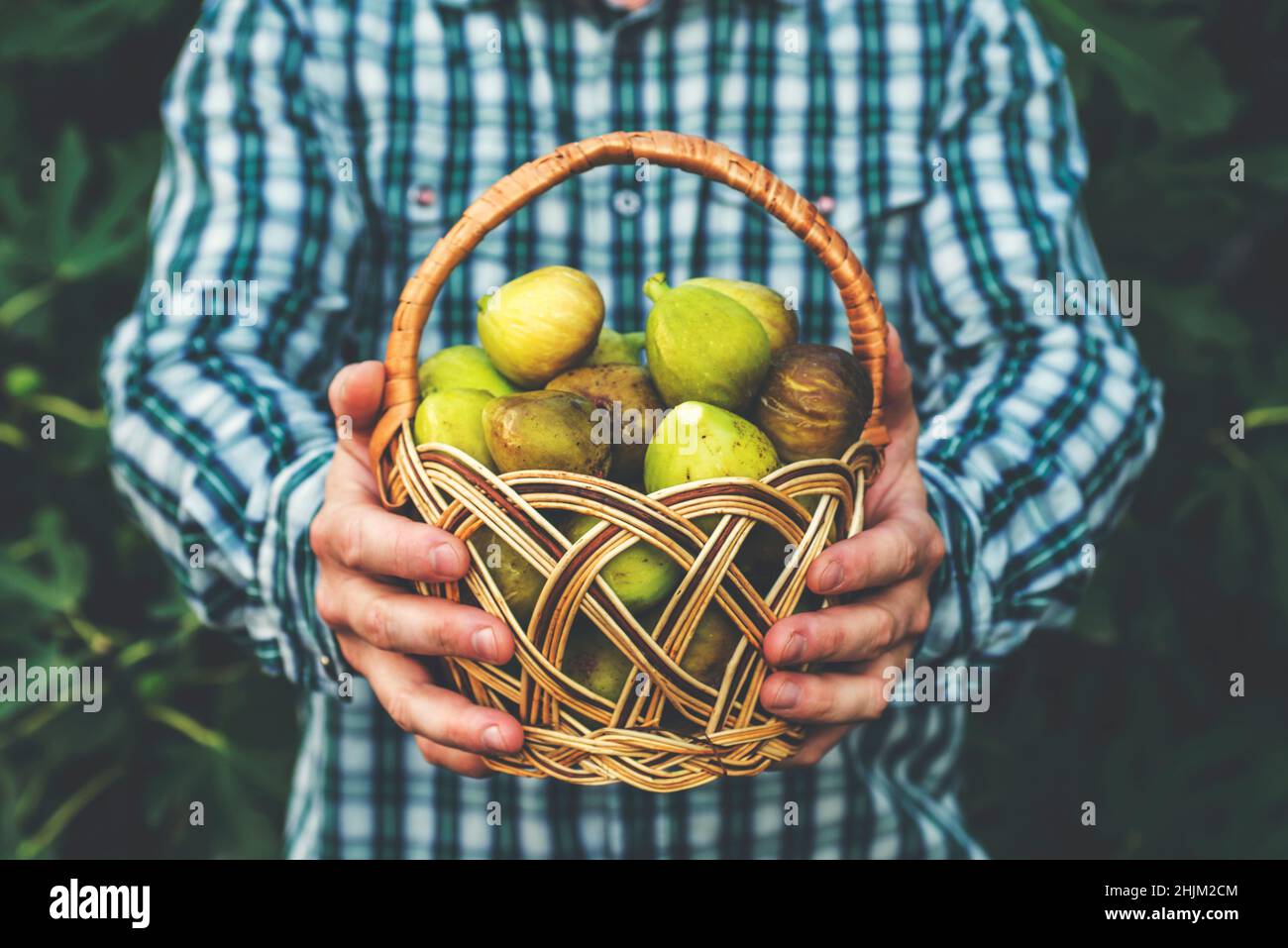 A man holding basket full of ripe figs in his hands. Fresh figs in