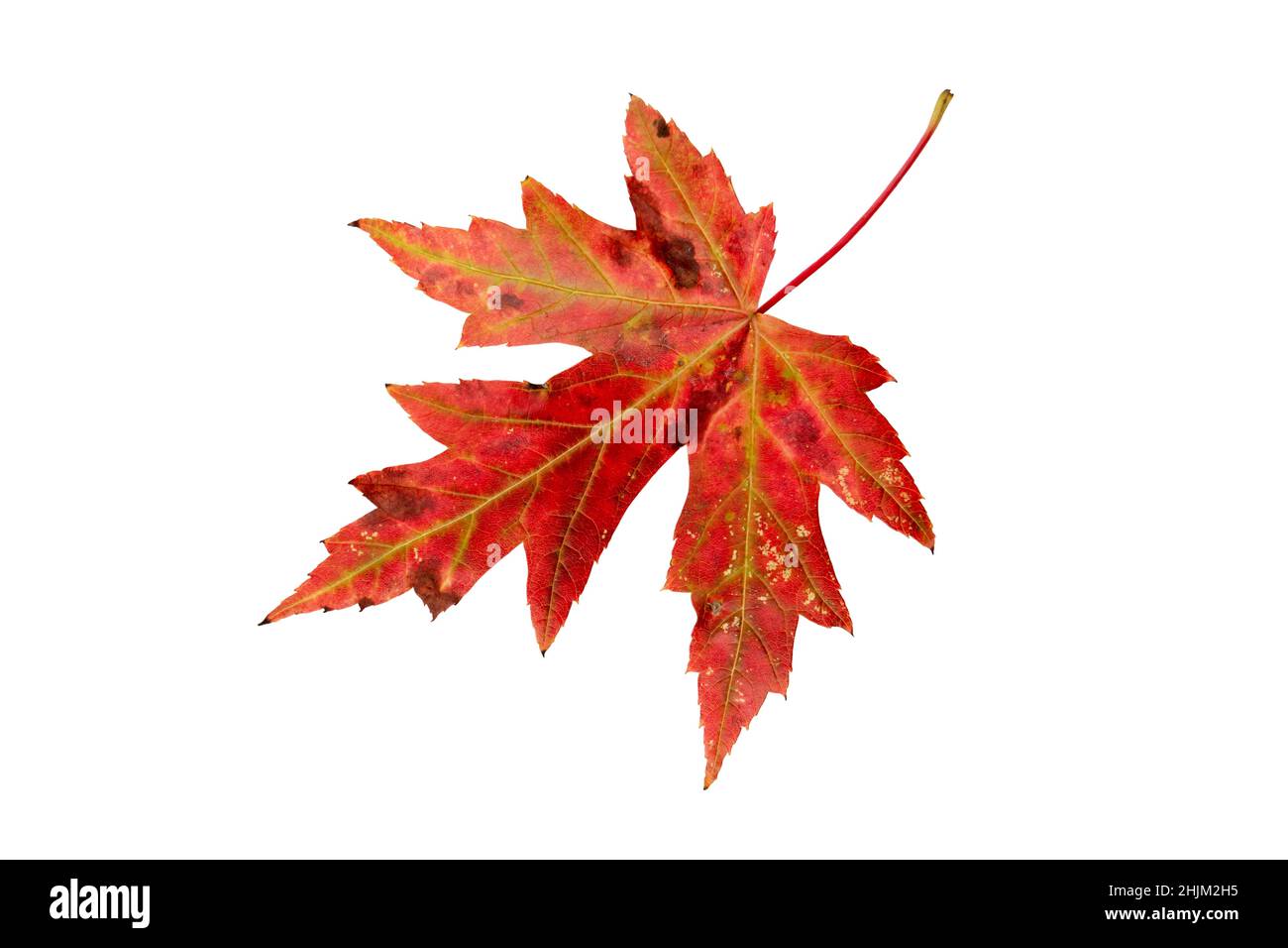 Silver maple or Acer saccharinum bright red autumn colored leaf isolated on white. Stock Photo