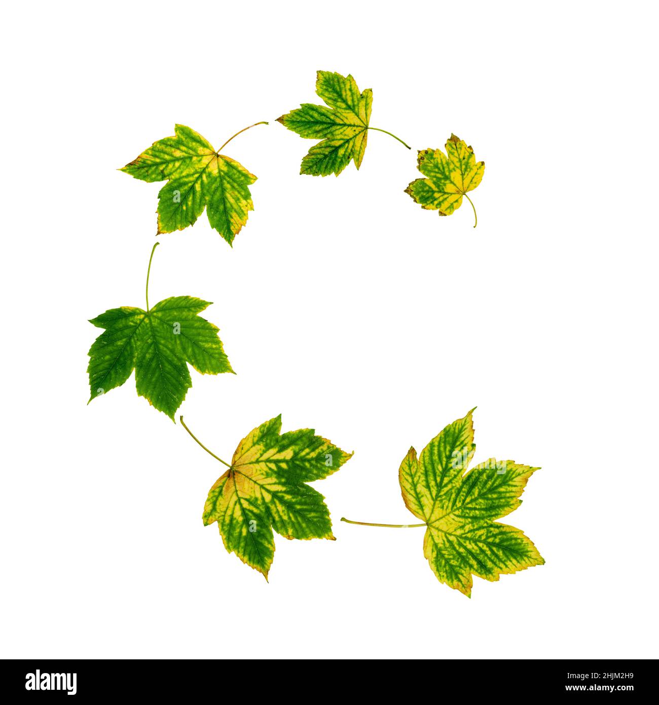 Sycamore maple tree autumn leaves isolated on white. Spiral flying group of six yellow green leaves. Stock Photo