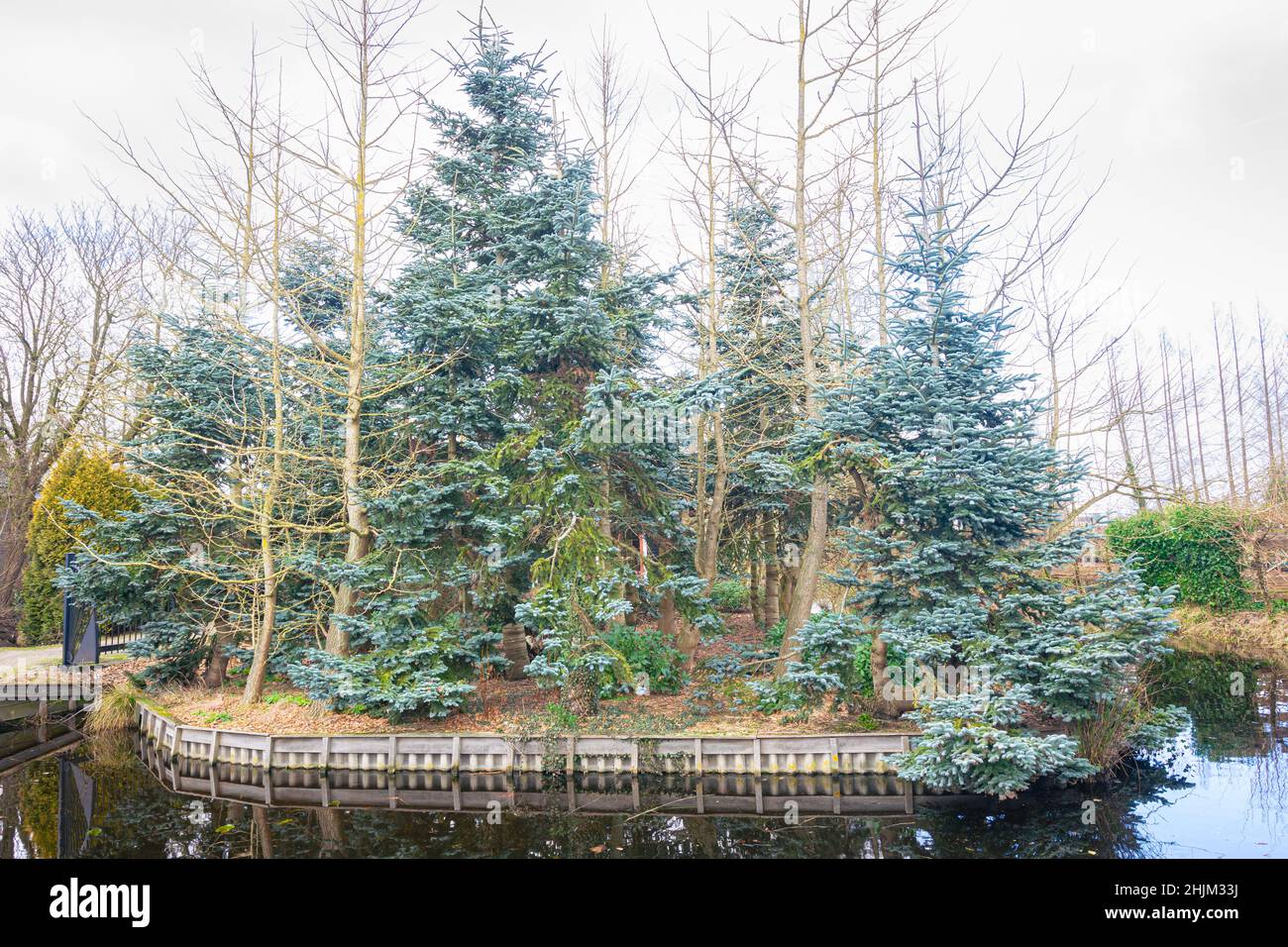 Blue silver firs (Abies procera glauca or blue noble fir) at a tree nursery in Boskoop, Netherlands. The shoots  are used to make grafts. Stock Photo