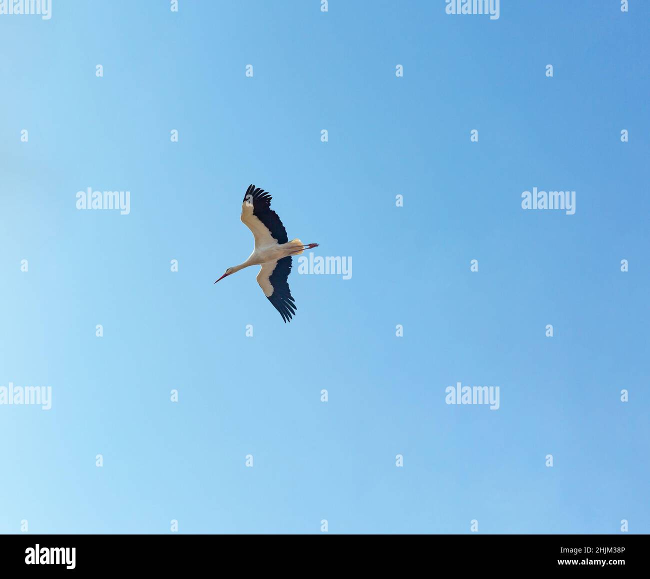 White stork floating in the air. Stock Photo