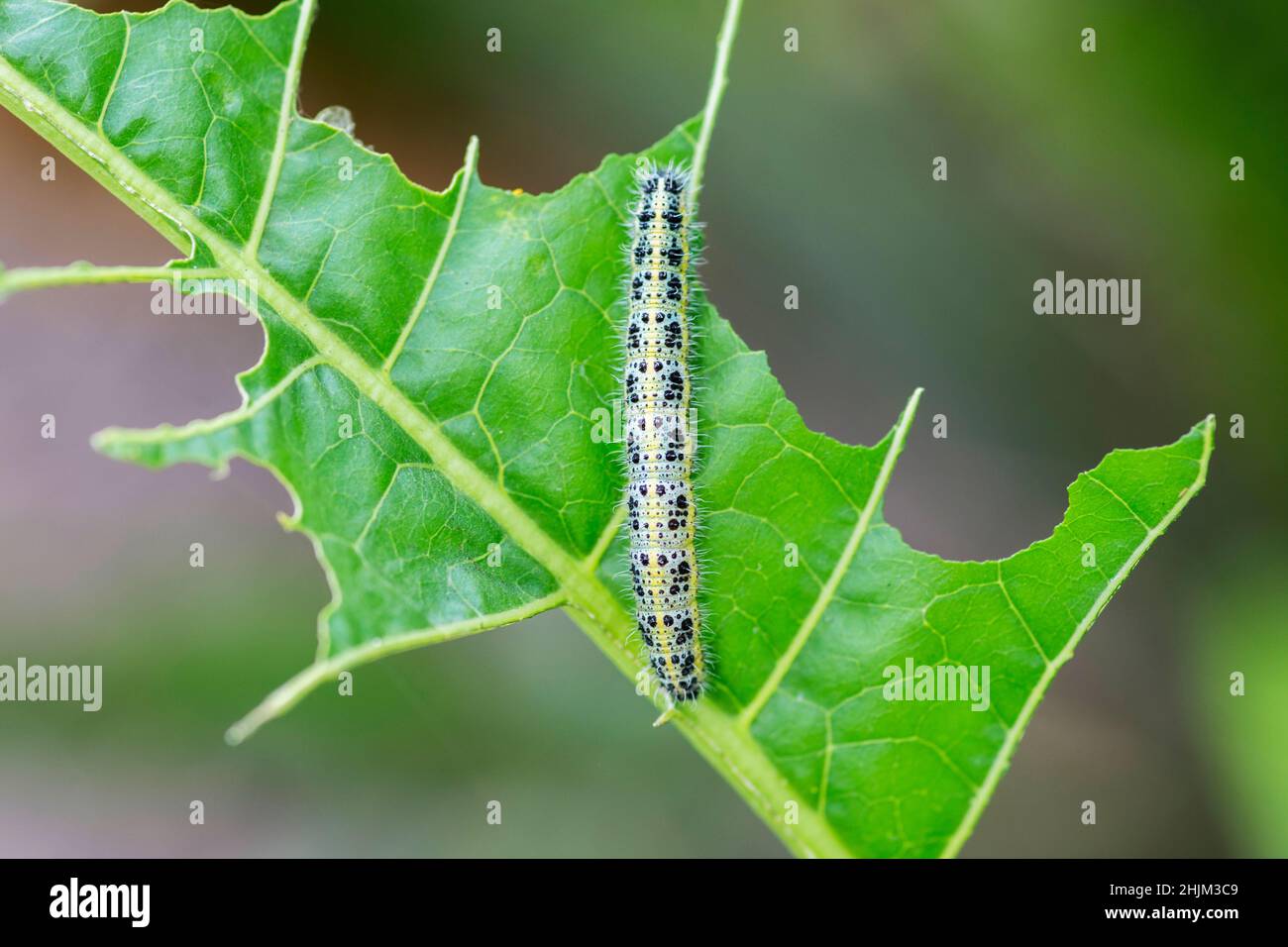 Cabbage White Caterpillar. Close up of Cabbage White Caterpillar eating