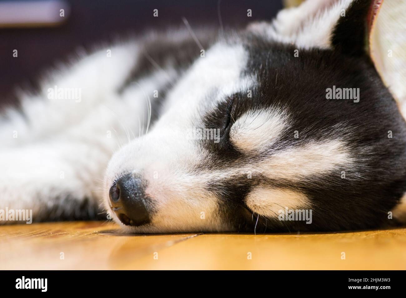 Siberian husky puppy sleeping on the floor. Cute husky puppy sleep