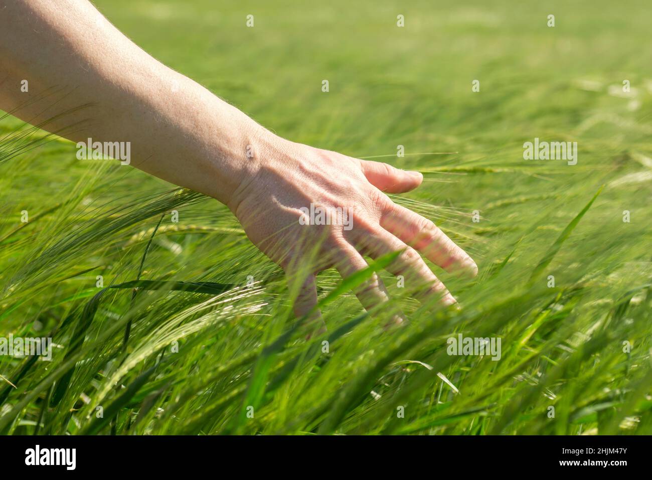 Male hand gently stroking young green ears of rye. Agricultural concept, growing grain harvest, environmentally friendly plants. Ripening ears of whea Stock Photo